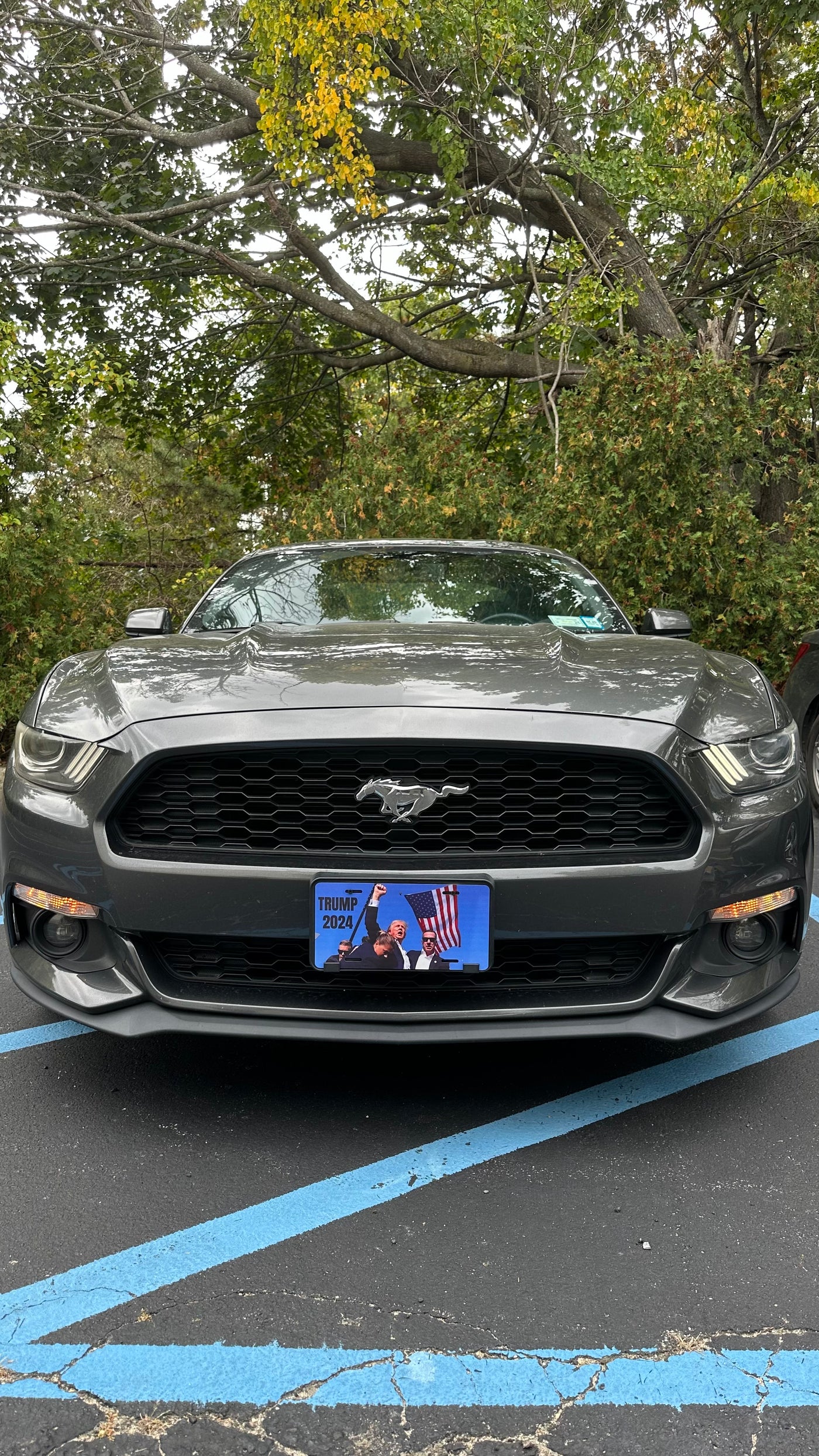 Trump License Plate